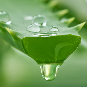 Aloe vera